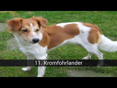 Vidéo: Liste des races de chiens de taille moyenne