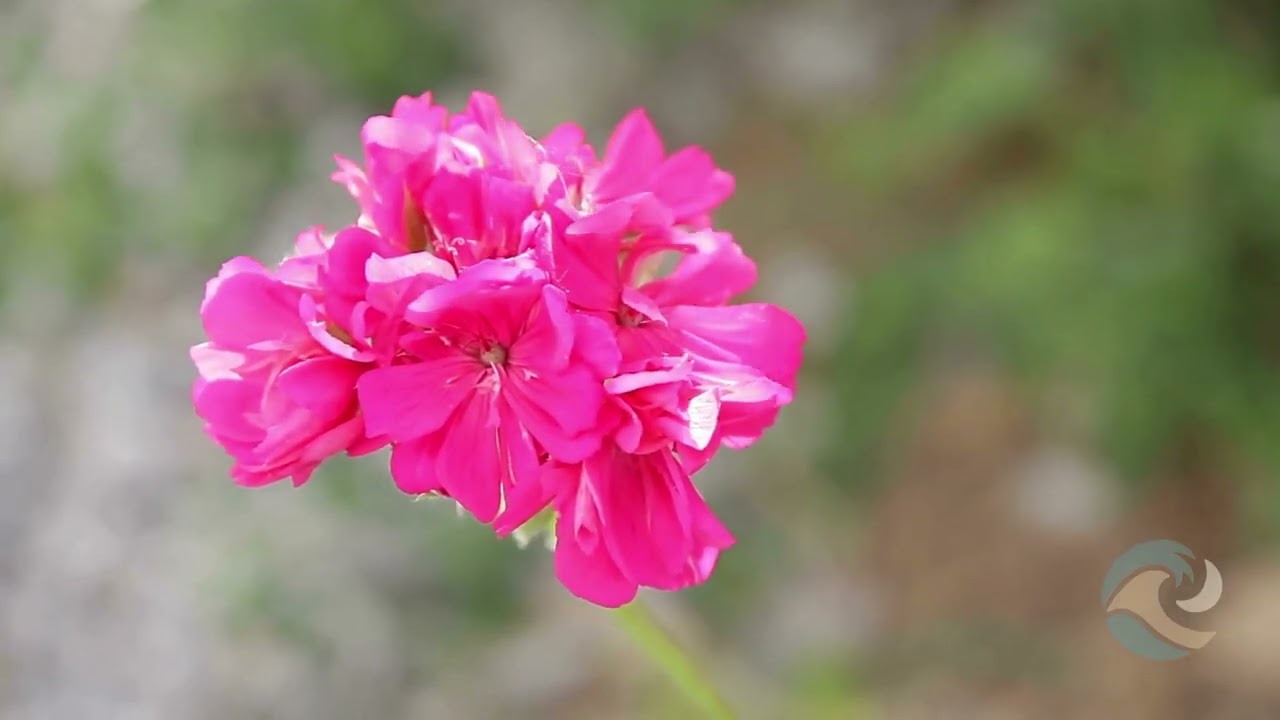 Primavera 🌸 -Soft Wave Musik - 🌿🌷 Spring Awakening & Deep Calm #video #4k #8k #naturesounds adlı videoyu YouTube'da izle Primavera 🌸 -Soft Wave Musik - 🌿🌷 Spring Awakening & Deep Calm #video #4k #8k #naturesounds adlı videoyu YouTube'da izle