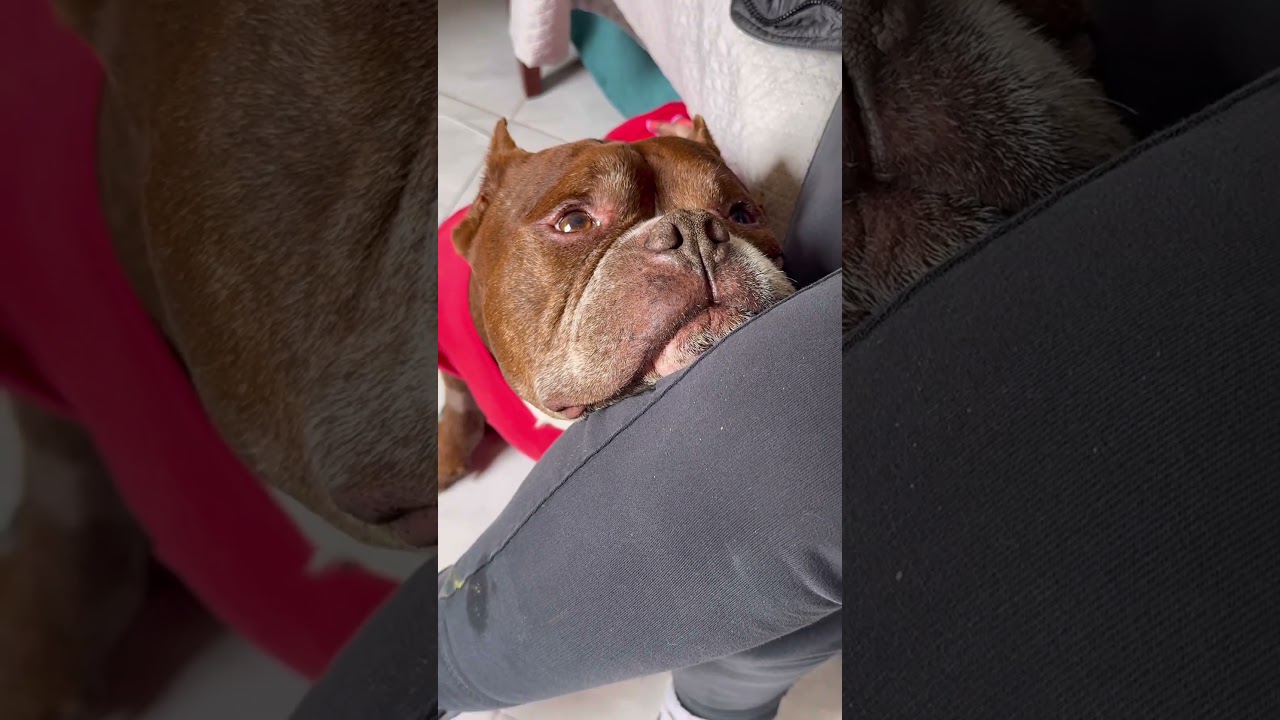 Questo &eacute; il video pi&ugrave; dolce che vedrai oggi 🥰