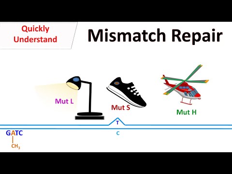 Video: Was ist der Unterschied zwischen Mismatch-Reparatur und Nukleotidexzisions-Reparatur-Quizlet?