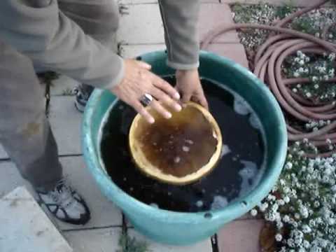 Making A Gourd Water Drum PART One.wmv