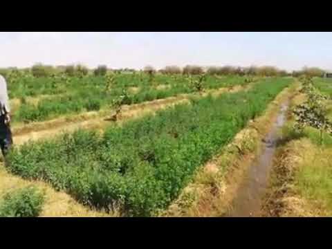فولكا ماريانا منطقة الفريخ