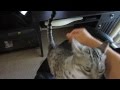 Cairo - Egyptian Mau Cat - Playing tricks for treats の動画、YouTube動画。