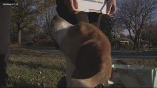 Hero dog saves elderly neighbor | Get Uplifted