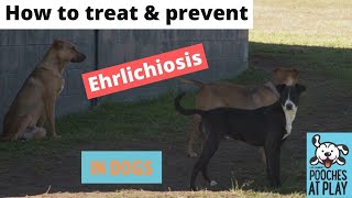 How to treat and prevent ehrlichiosis in dogs