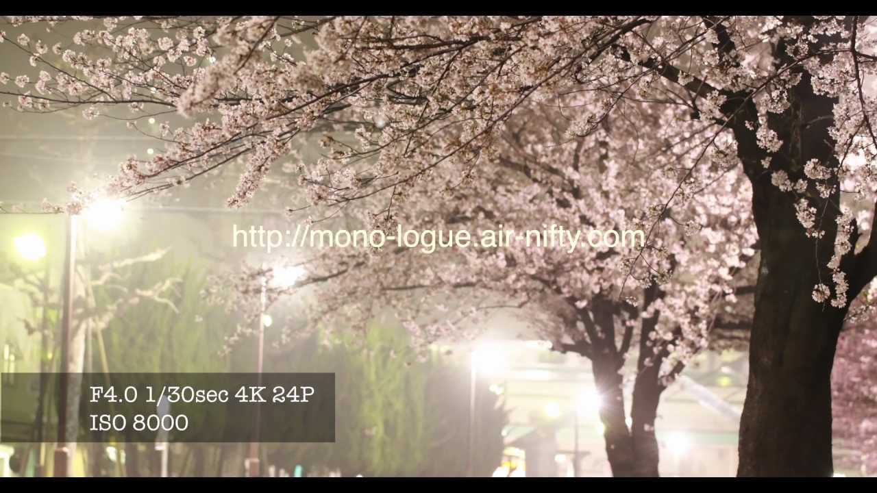 4K Cherry trees at night by EOS1D C（4K size） YouTube