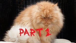 اضحك حتى الموت مع القطط [HD] مواقف مضحكة للقطط 30 دقيقة [PART 1] الجزء 1 الأول