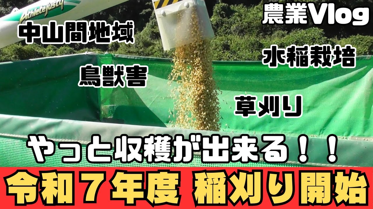 農業Vlog】やっと収穫が出来る！！令和7年度 稲刈り開始 - YouTube