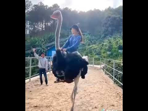 Ostrich Ride #Young Girl Rides Ostrich #Alone @china Zoo - YouTube