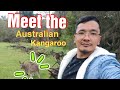 The australian kangaroo and views of lysterfield park vic  2023