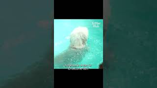 This Dog Won't Stop Swimming.... #Shorts