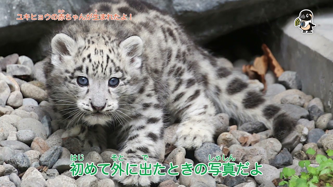 ライブズーがとらえた決定的瞬間　ユキヒョウの赤ちゃんが生まれたよ！