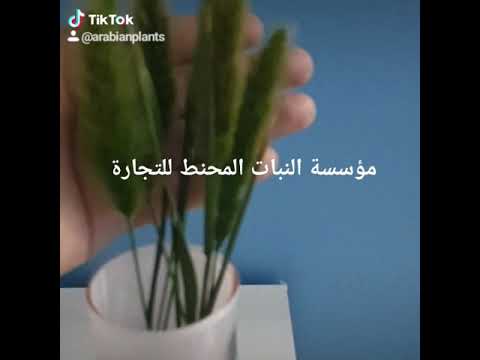   نبات ذيل الثعلب