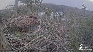 J E20250215 135945MaleBringsSpruceTwigGoesToUpperLeftBranch