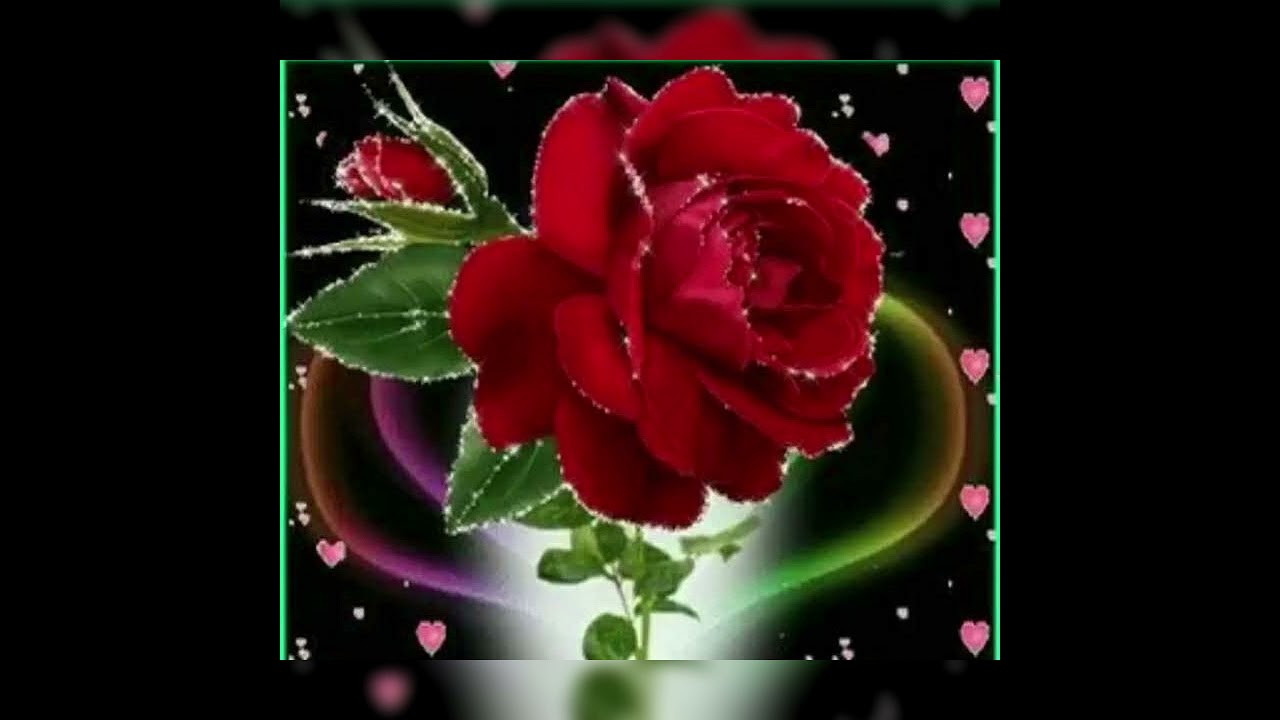 Chá Cutuba - Luiz Gonzaga