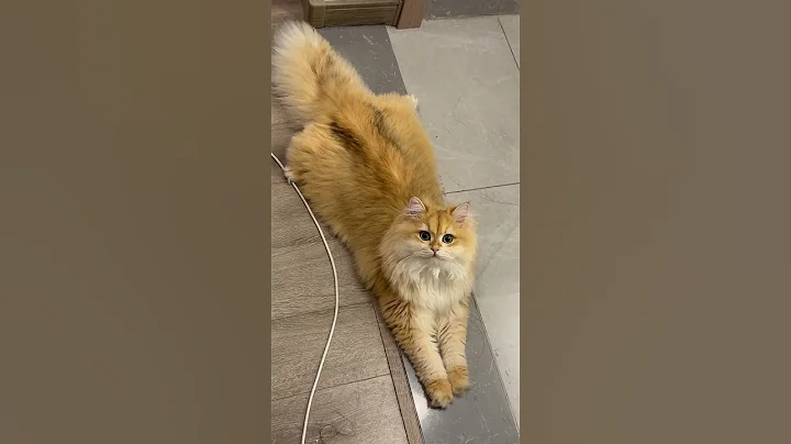 Video 9756861: kitten pets funnycat cutecat, cat cutecat pets funnycats, kitten cute pets funnycat, kitten pets funny cutecat, cat funnycats sleep