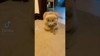 Funny Cat Video