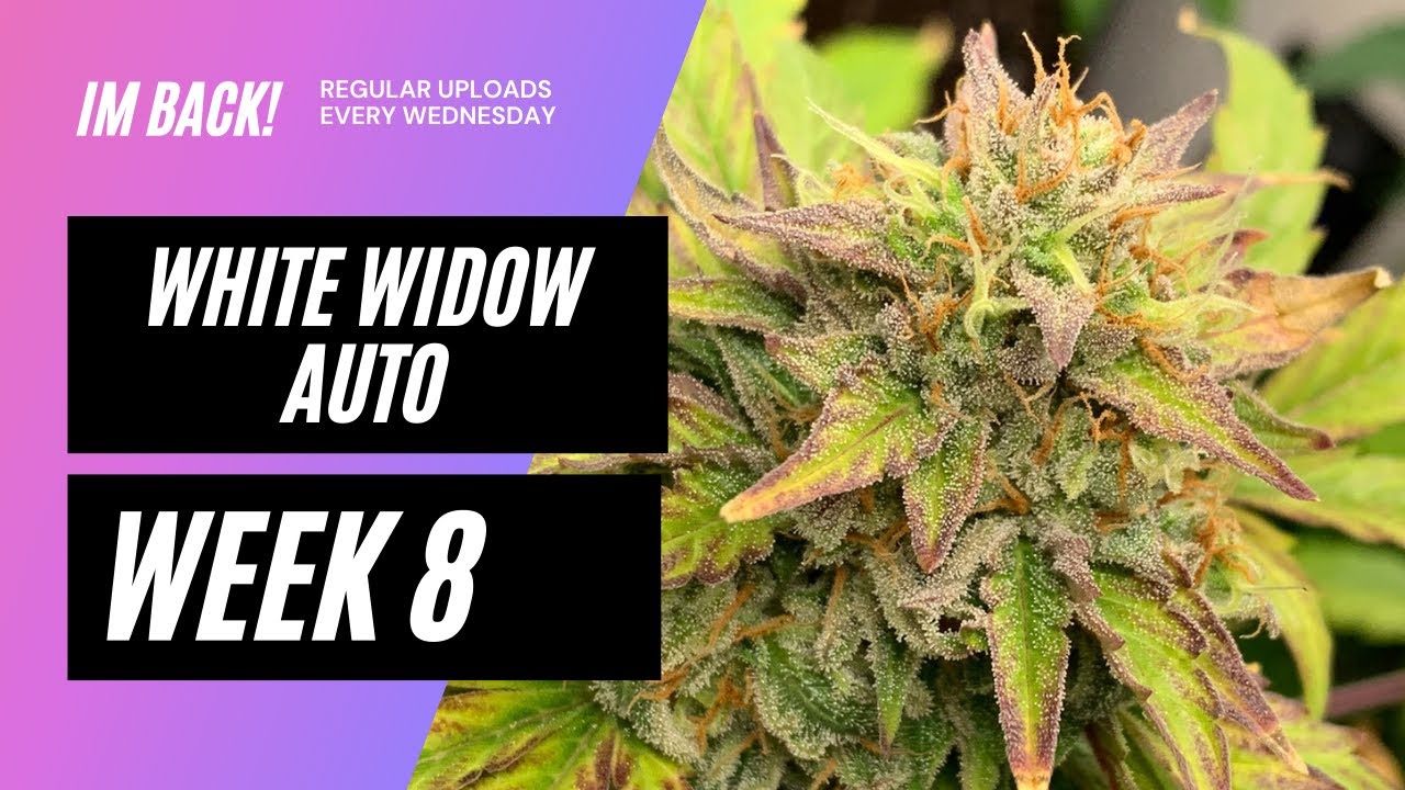 Week 8 Update | WHITE WIDOW AUTO CANUCK SEEDS