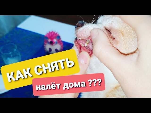 Как снять зубной налёт у собаки в домашних условиях?
