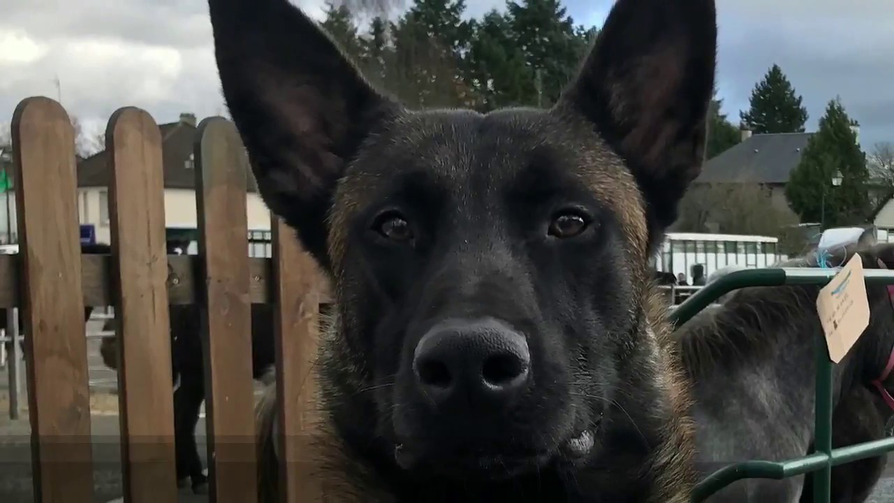 Matrix malinois 13 mois entraînement ring & mondioring - 2017