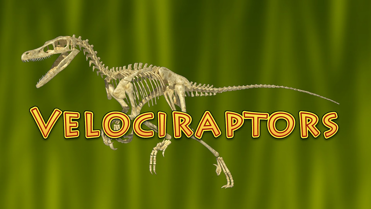 10 Facts About Velociraptor Dinosaurs for Kids   raptor