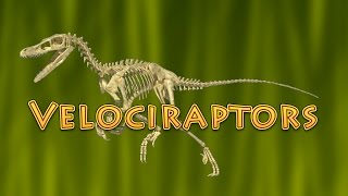 10 Facts About Velociraptor (Dinosaurs for Kids) - raptor Resimi