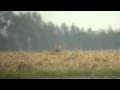 Kurhannik (Buteo rufinus) imm. 28.08.2013 Naczęsławice