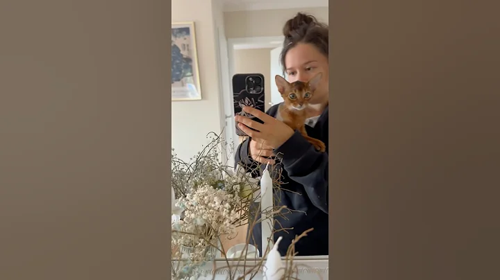 Video 10463291: abyssinian kitten, kitten kitty baby cat, cat kitten cuddles, cat kittens home, kitten cat first, kitten adoption