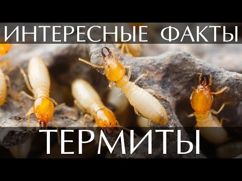 Видео: Оставляют ли термиты норы?