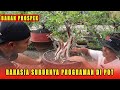 Cara program bonsai kimeng di pot agar kesuburannya ngejoss