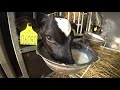 Intelligent Technology Calf Transportation Modern Farm Cow Automatic Hay Milk Feeding Smart Cowshed