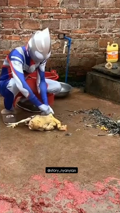 story wa ultraman lagi nyabutin bulu ayam #ultraman #fyp #shorts #storywa #storykekinian #lucu