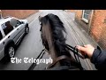 Moment police officer on horse chases down driver texting