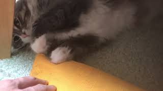 机の下からちょっかいを出してくる猫 ノルウェージャンフォレストキャットfrom under the table.Norwegian Forest Cat.