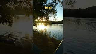 #Swan #Höckerschwan im Gegenlicht auf dem #Rhein. Bei #Kaiseraugst, #Schweiz #shorts