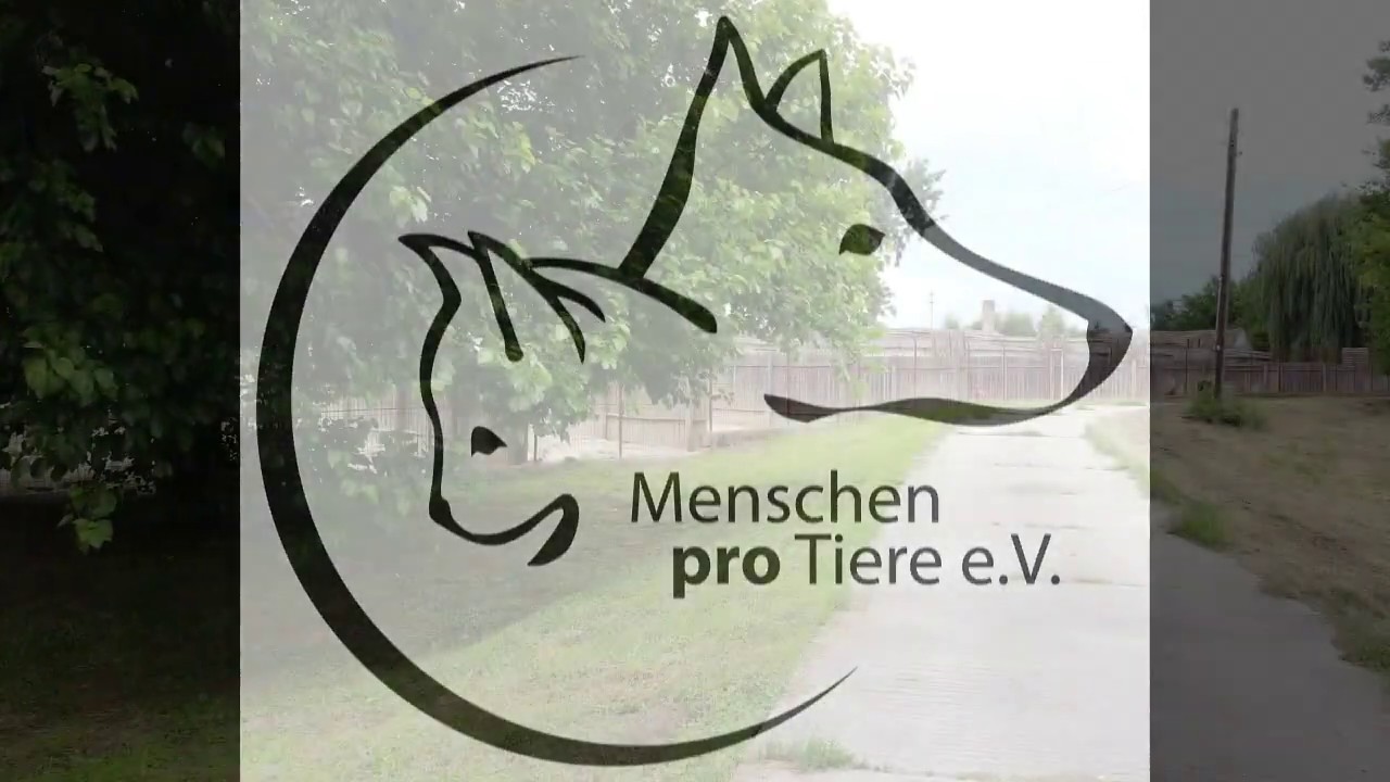 Unser Tierheim in Barcs/Ungarn