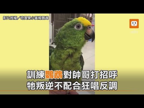 訓練鸚鵡對帥哥打招呼 牠叛逆不配合狂唱反調 #鸚鵡 #parrot #掰掰