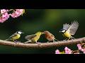 Soft Bird Sounds &amp; Relaxing Piano 🎹 | Calming Music for Stress Relief and Better Mood