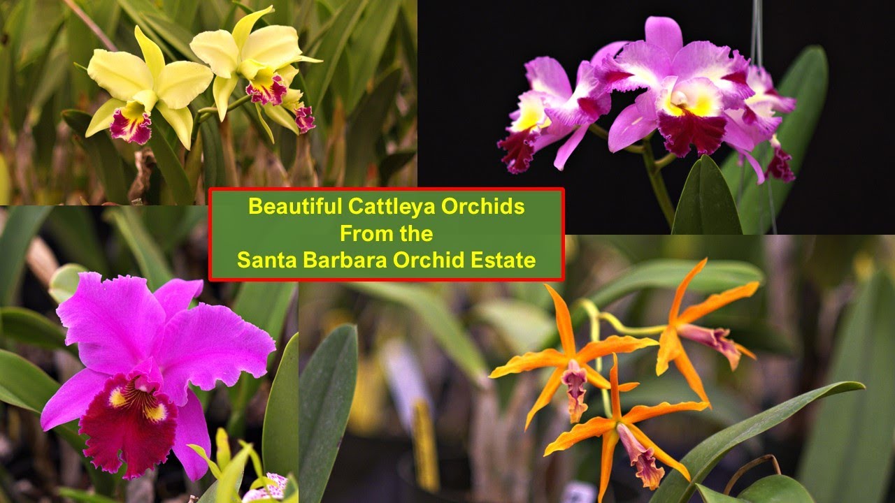 Beautiful Photos of Cattleya Orchids from Santa Barbara Orchid Estate