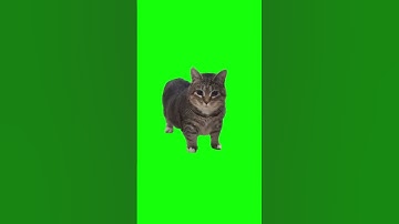 Thumbnail of Oiiaoiia Cat Meme | Green Screen #cat #catmeme #oiiaoiia #brainrot #cats #meme #fyp