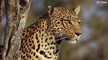 Gorillas Really Want To Rescue The Impala From Leopard Hunting  Leopard vs Baboon vs Impala