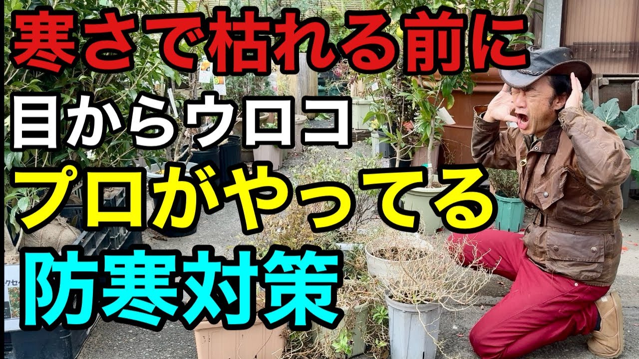 Try it now] Just this care will improve your plants' cold