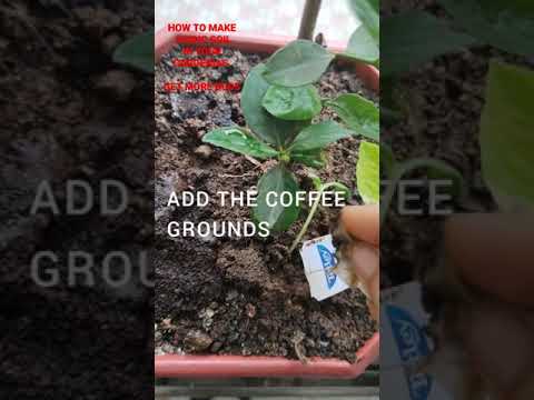 Video: Garden Bud Drop - Zakaj brsti Gardenije odpadejo z rastline
