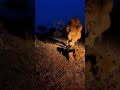angry lion 🦁 at night time #funny #comedy #entertainment #funnyshorts #comedyshorts
