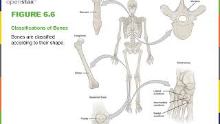 Intro to Skeletal System part 1