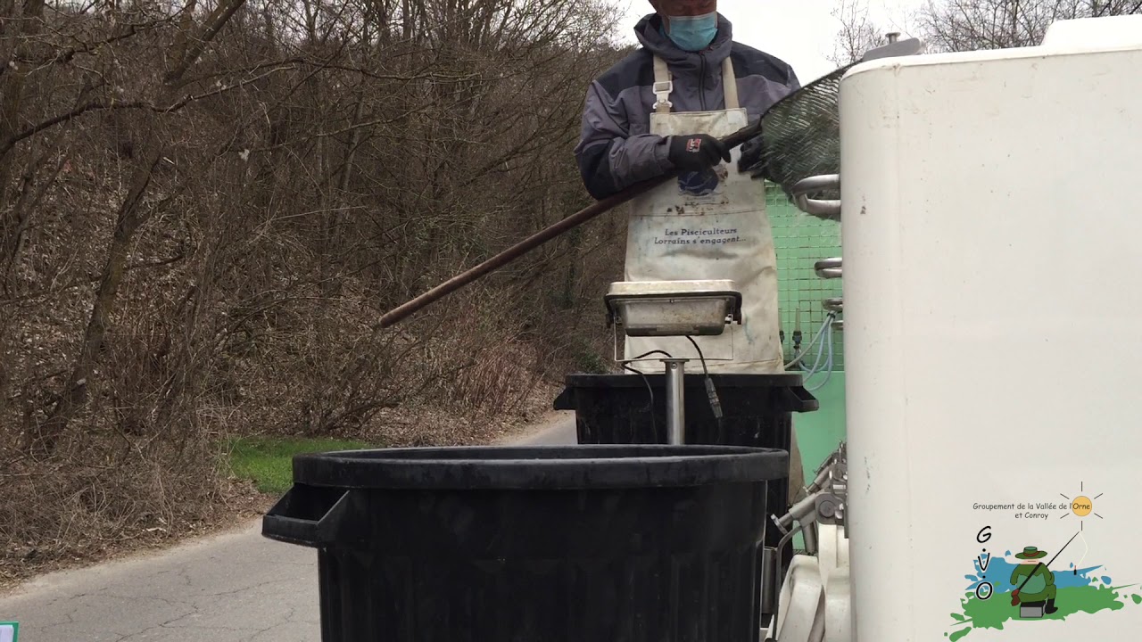 Alevinage Truites dans le Conroy et l'Orne AAPPMA GVOC (GVO)