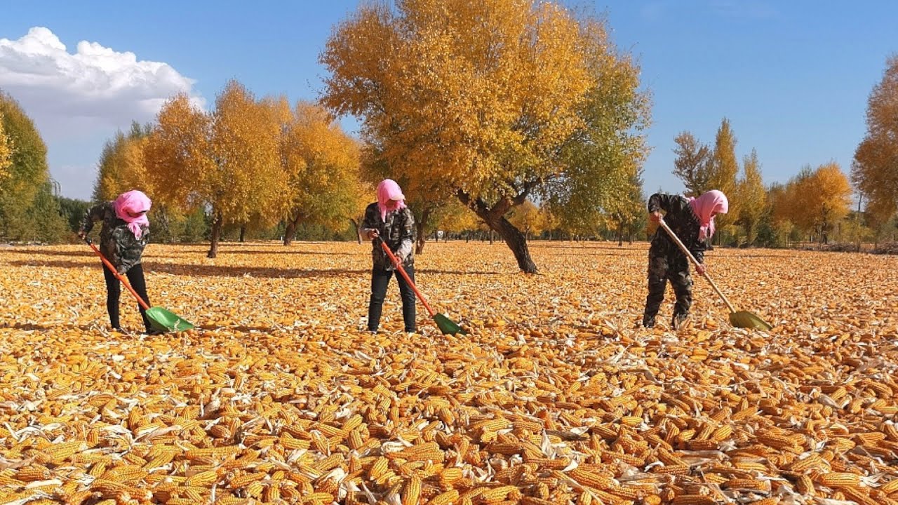 Chinese premier: China's food security guaranteed
