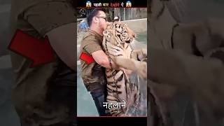 Bathing the tigers living in the zoo #amazingfacts #shorts
