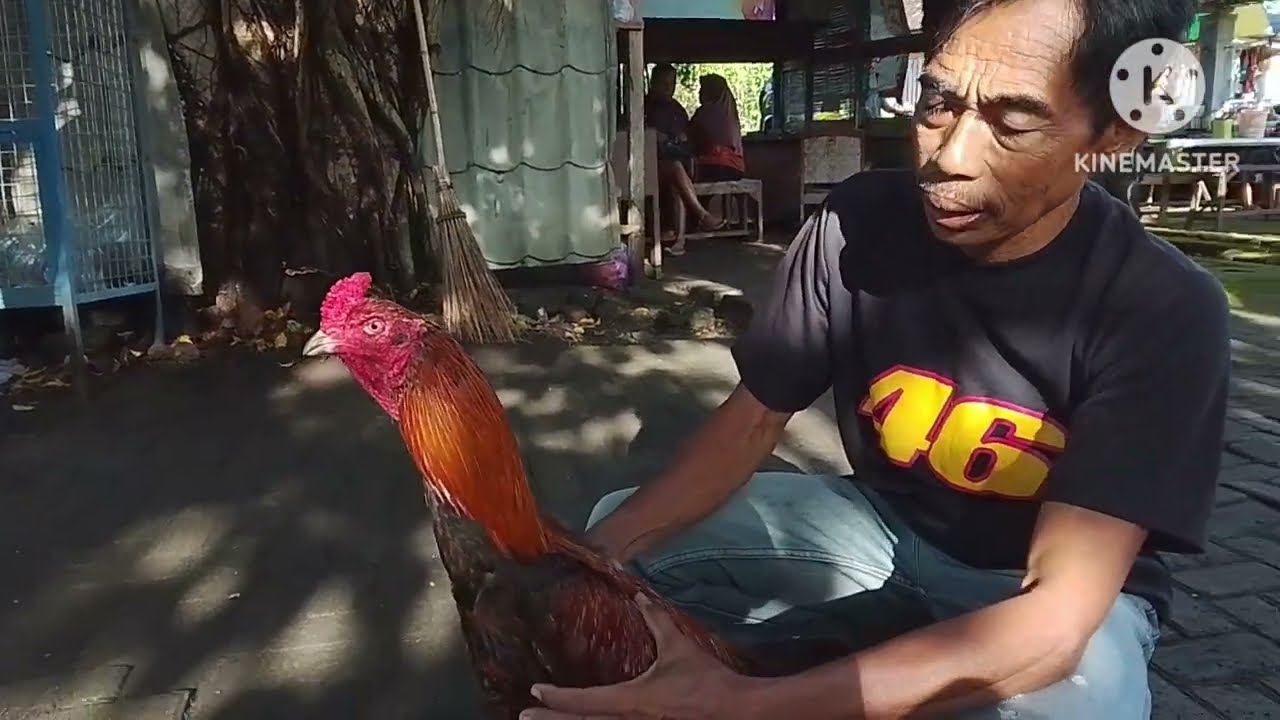 Pertengahan bulan Ramadhan harga ayam bangkok ramah di kantong.. 