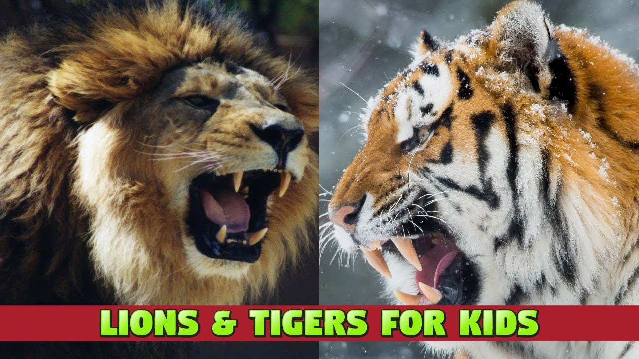 Lions and Tigers - An Educational Video for Kids 
